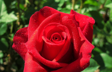 Картинка цветы розы макро капли лепестки бутон