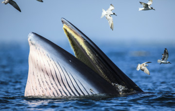 Картинка животные разные вместе море птицы чайки кит полосатик брайда