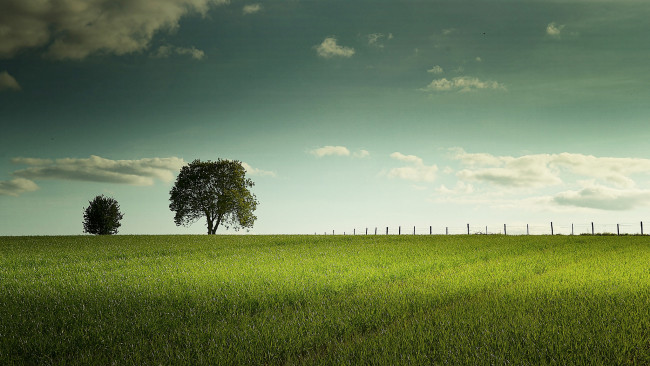 Обои картинки фото природа, поля, деревья