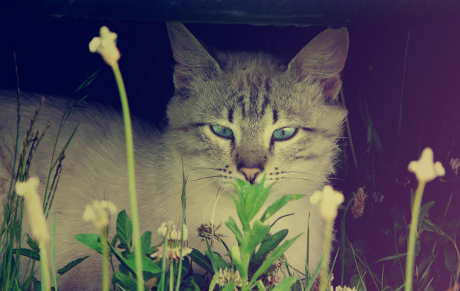 Обои картинки фото животные, коты, кот, серый, полосатый, трава