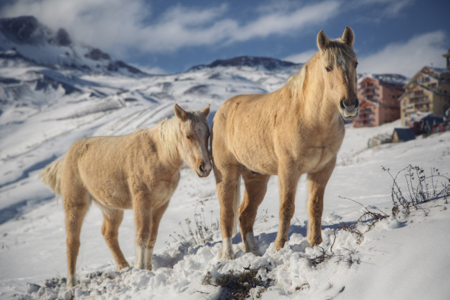 Обои картинки фото животные, лошади, зима, горы, анды, снег