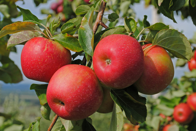 Обои картинки фото природа, плоды, листья, яблоки, ветка