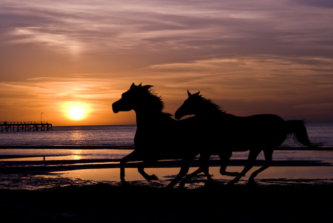 Обои картинки фото животные, лошади, море, галоп, закат