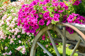 Картинка цветы петунии +калибрахоа телега розовый много