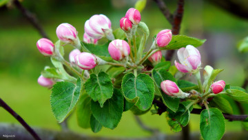 Картинка цветы цветущие+деревья+ +кустарники яблоневый цвет весна бутоны