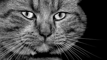Картинка животные коты серый усы кот морда