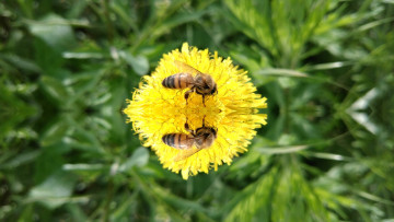 Картинка животные пчелы +осы +шмели пчела одуванчик