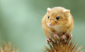Картинка животные крысы +мыши малютка цветок мышь