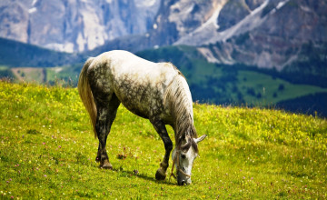Картинка животные лошади луга серая лошадь пастбище горы цветы трава