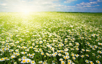 обоя цветы, ромашки, поле, солнце
