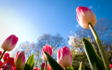 Картинка цветы тюльпаны урупным планом небо ракурс бутоны листья солнце