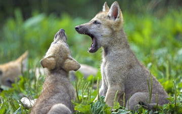 Картинка животные волки +койоты +шакалы трава щенки волчата