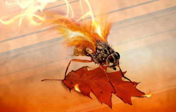 Картинка разное компьютерный+дизайн лист муха огонь