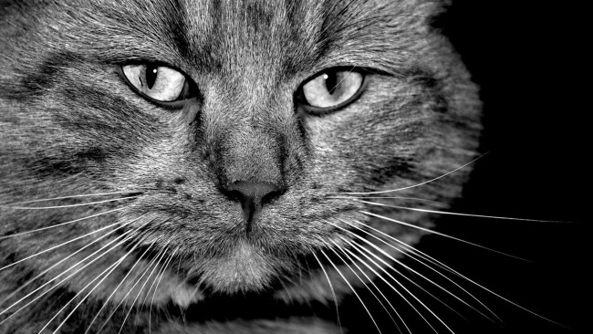 Обои картинки фото животные, коты, серый, усы, кот, морда