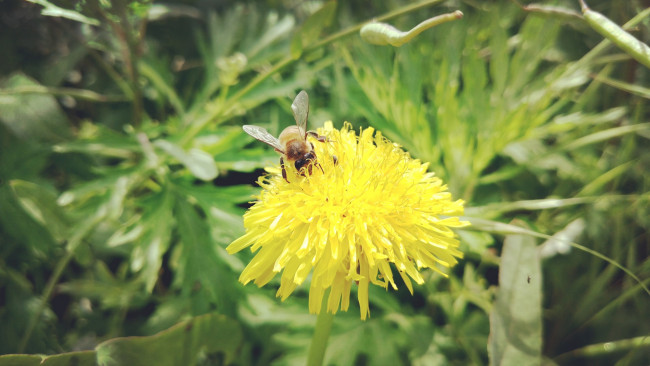 Обои картинки фото животные, пчелы,  осы,  шмели, одуванчик, пчела