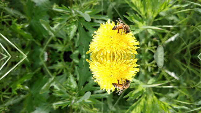 Обои картинки фото животные, пчелы,  осы,  шмели, пчела, одуванчик