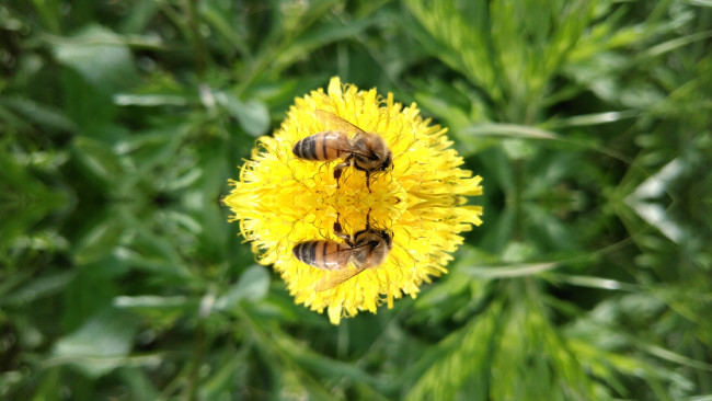 Обои картинки фото животные, пчелы,  осы,  шмели, пчела, одуванчик