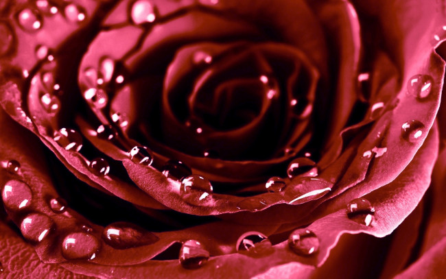 Обои картинки фото цветы, розы, роза, красная, бутон, капли