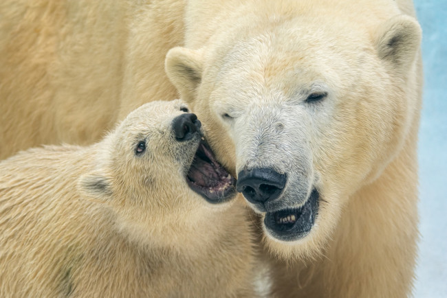 Обои картинки фото животные, медведи, медвежонок, белые, медведица, полярные