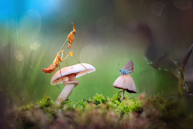 Обои картинки фото животные, разные вместе, грибы, бабочка, роса, свет, боке, макромир, трава, жучок, богомол, мох
