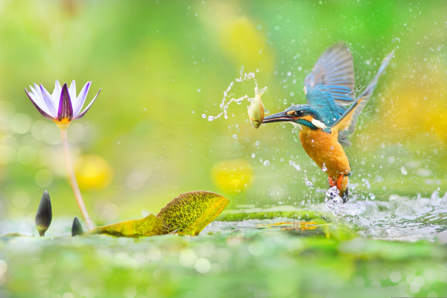 Обои картинки фото животные, зимородки, цветок, рыбка, макро, брызги, блики, птица, вода, листья, зелень
