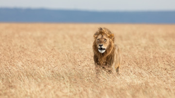 обоя животные, львы, африка