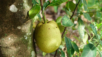 обоя jackfruit, природа, плоды