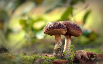 обоя природа, грибы, грибной, дуэт