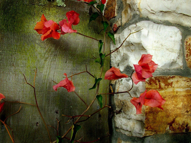Обои картинки фото bougainvillea, branch, цветы, бугенвиллея