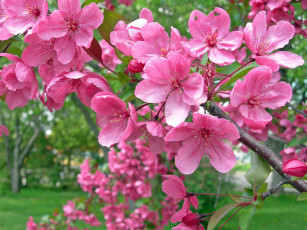 Картинка цветы цветущие деревья кустарники ветка розовый весна