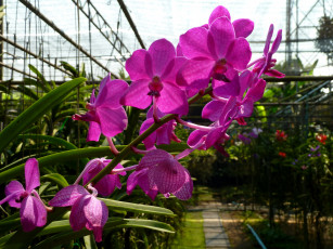 Картинка цветы орхидеи оранжерея