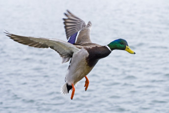 Картинка flying mallard животные утки селезень крылья полет