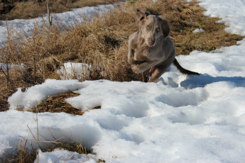 Картинка животные собаки снег