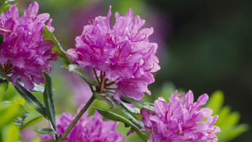 Картинка цветы рододендроны азалии макро