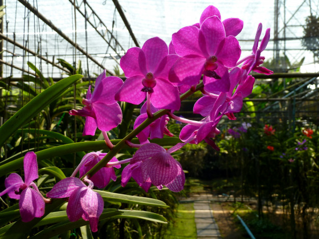 Обои картинки фото цветы, орхидеи, оранжерея