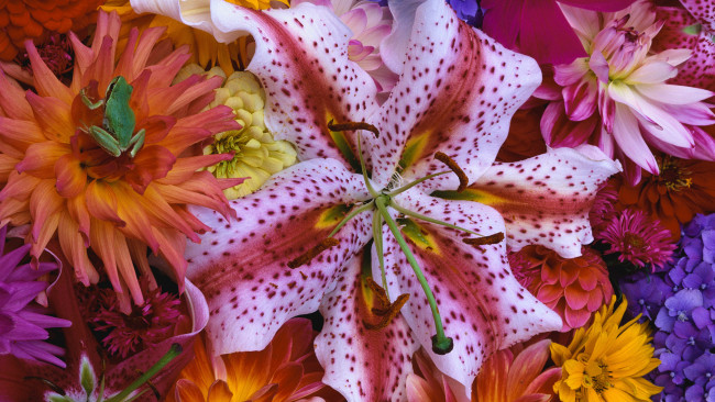 Обои картинки фото цветы, разные, вместе, лягушка, георгины, лилия
