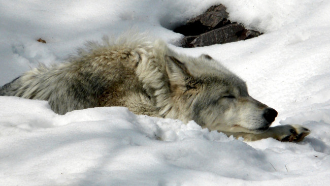 Обои картинки фото snow, wolf, животные, волки, снег, волк, морда, сон