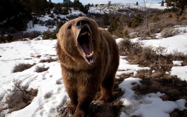 Обои картинки фото angry, grizzly, bear, животные, медведи, медведь, гризли, пасть, оскал, ярость