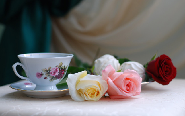 Обои картинки фото цветы, розы, чашка