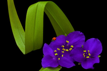 Картинка цветы традесканции фиолетовый божья коровка