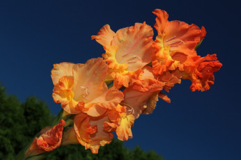 Картинка цветы гладиолусы шпажник макро