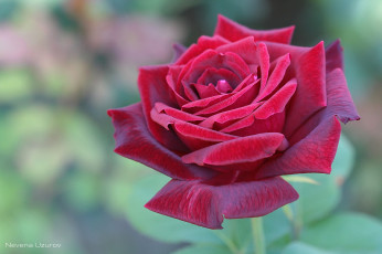 Картинка цветы розы королева бордо