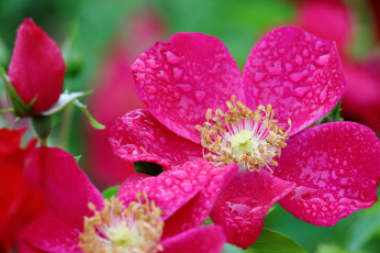 Картинка цветы розы макро бутон лепестки капли