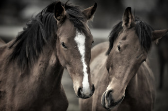 Картинка животные лошади красавцы