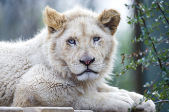 Картинка животные львы молодой белый глаза