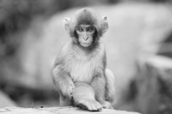 Картинка животные обезьяны мартышка