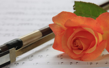 Картинка цветы розы смычок ноты бутон