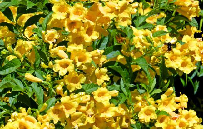 Обои картинки фото цветы, кампсис, текома, желтый