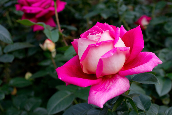 Обои картинки фото цветы, розы, яркий, красавица