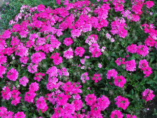 Картинка цветы лантана +вербена вербена много розовая